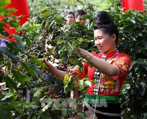 Cay ca phe mang lai hieu qua kinh te cao cho nguoi dan Son La hinh anh 1