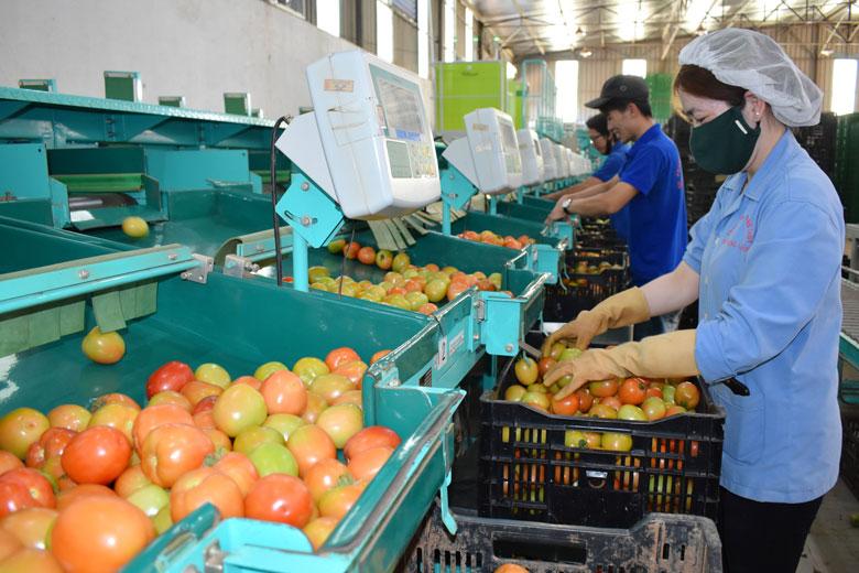 Mục tiêu đến năm 2023, Lâm Đồng đạt tỷ lệ 100% sản lượng nông sản được kiểm soát nguồn gốc, chất lượng và được sơ chế, chế biến