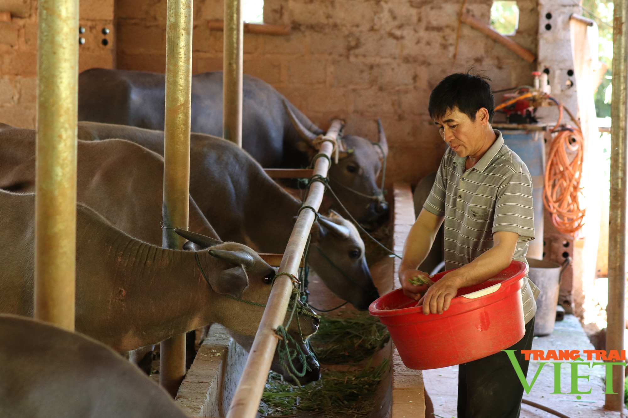 Nông dân Tây Bắc: Hội Nông dân Mường La hỗ trợ hội viên phát triển kinh tế - Ảnh 2.