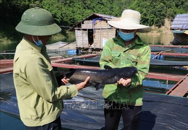 Nguoi nuoi thuy san Lai Chau gap kho dau ra hinh anh 2