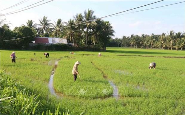 Tra Vinh ho tro nong dan xa dao tang gia tri lua huu co hinh anh 1