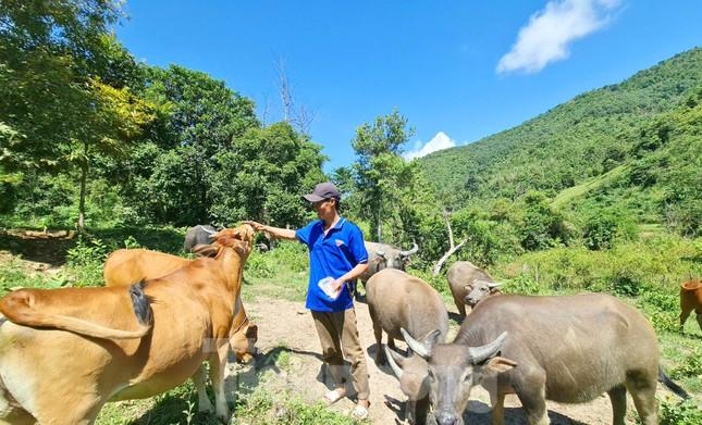 Kỹ sư nông nghiệp 'gác' bằng đại học lên núi chăn nuôi - Ảnh 1.