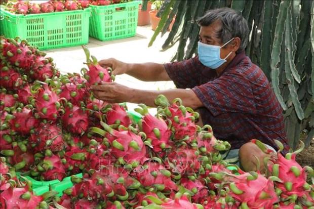 Binh Thuan quan ly ma so vung trong thanh long hinh anh 1