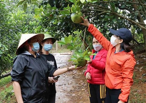 Ba Nguyen Thi Be dien hinh lam kinh te gioi cua phu nu Lai Chau hinh anh 5