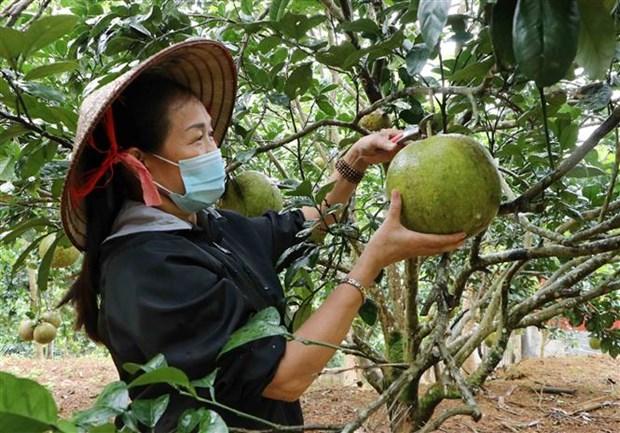 Ba Nguyen Thi Be dien hinh lam kinh te gioi cua phu nu Lai Chau hinh anh 1