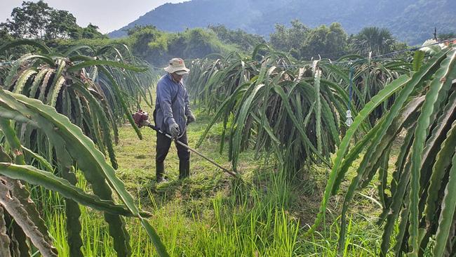 Nhật Bản cấp Bằng bảo hộ chỉ dẫn địa lý cho thanh long Bình Thuận: Người trồng thanh long vẫn lo - Ảnh 1.