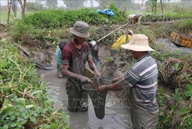 Tra Vinh ho tro nong dan chuyen doi co cau san xuat hinh anh 1