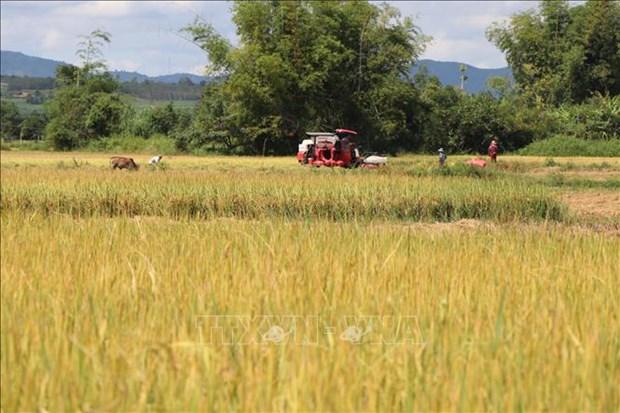 Kon Tum: Khuyến khích đưa cây trồng chất lượng cao vào sản xuất vụ Đông Xuân hình ảnh 1 Kon Tum: Khuyen khich dua cay trong chat luong cao vao san xuat vu Dong Xuan hinh anh 1