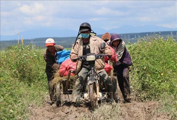 Kon Tum: Khuyen khich dua cay trong chat luong cao vao san xuat vu Dong Xuan hinh anh 2