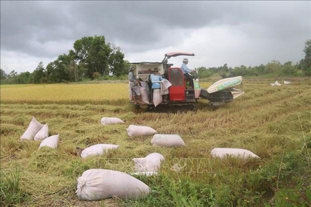 Tien Giang: Dinh huong nong dan su dung giong lua thom, chat luong cao vao san xuat hinh anh 1