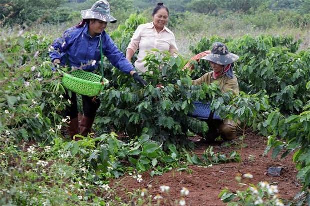 Nang tam gia tri thuong hieu ca phe Arabica Son La hinh anh 2