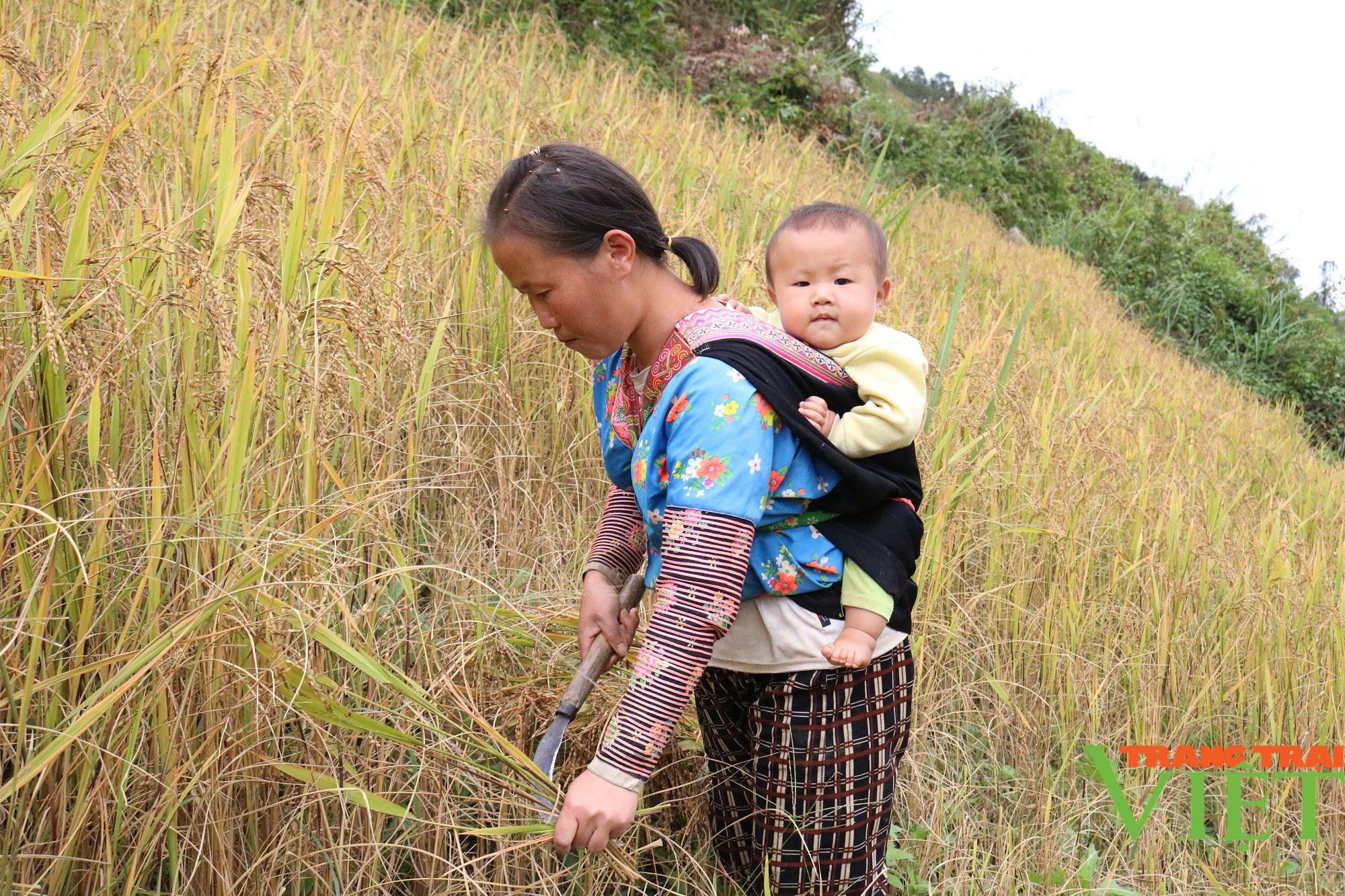 Nông dân Tây Bắc: Mùa vàng trên nương ở vùng cao - Ảnh 4.