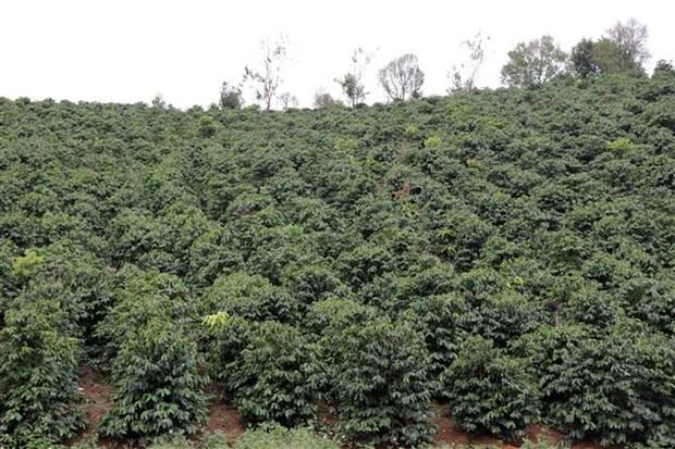 Nang tam gia tri thuong hieu ca phe Arabica Son La hinh anh 1