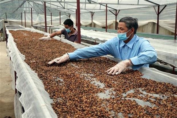 Nang tam gia tri thuong hieu ca phe Arabica Son La hinh anh 4