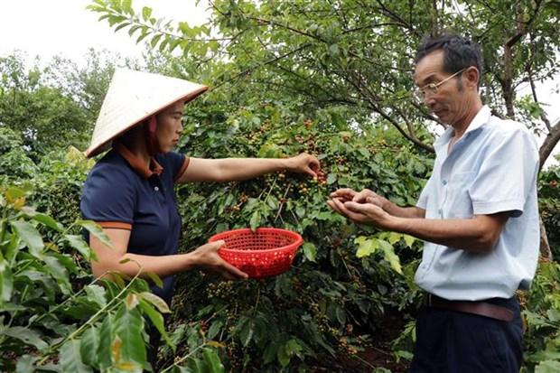 Nang tam gia tri thuong hieu ca phe Arabica Son La hinh anh 3