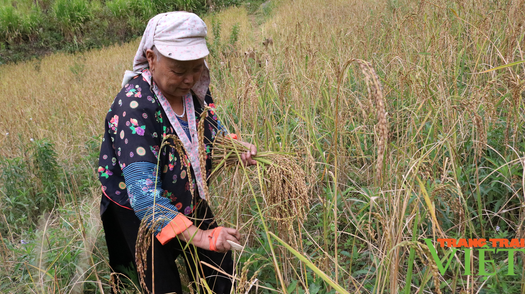 Nông dân Tây Bắc: Mùa vàng trên nương ở vùng cao - Ảnh 2.