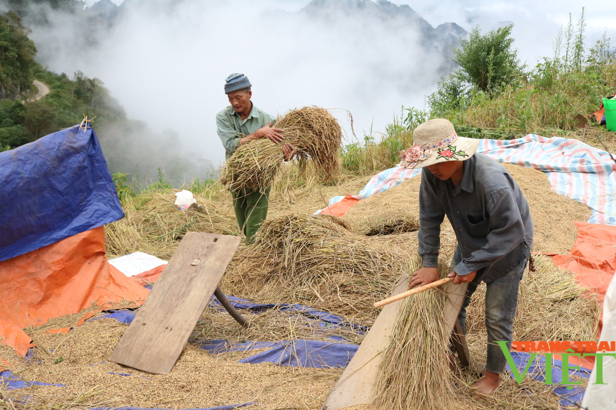 Nông dân Tây Bắc: Mùa vàng trên nương ở vùng cao - Ảnh 3.