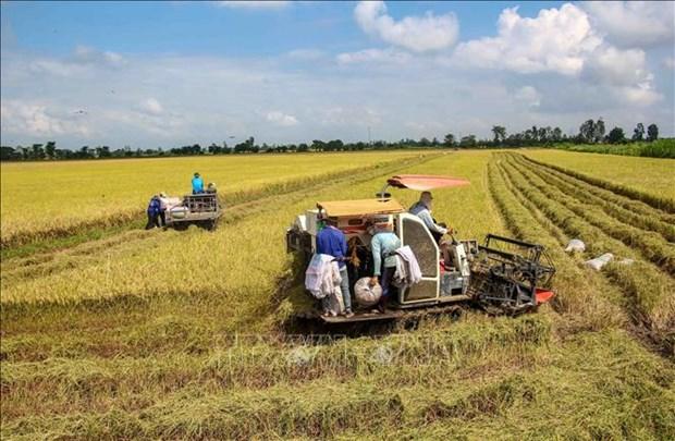 Xay dung thuong hieu lua huu co Tra Vinh ben vung hinh anh 1