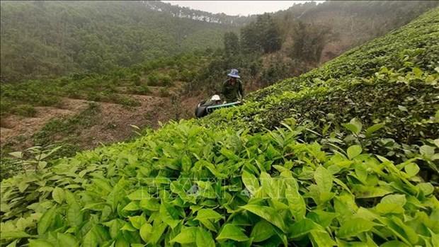 Yen Bai mo rong dien tich, nang cao gia tri kinh te cay vu Dong hinh anh 2