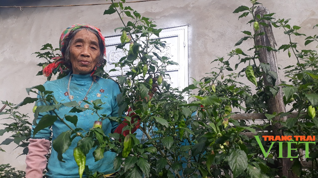 Nông thônTây Bắc: Thu nhập khá từ trồng loại cây cho quả "ăn một lần nhớ mãi" - Ảnh 2.