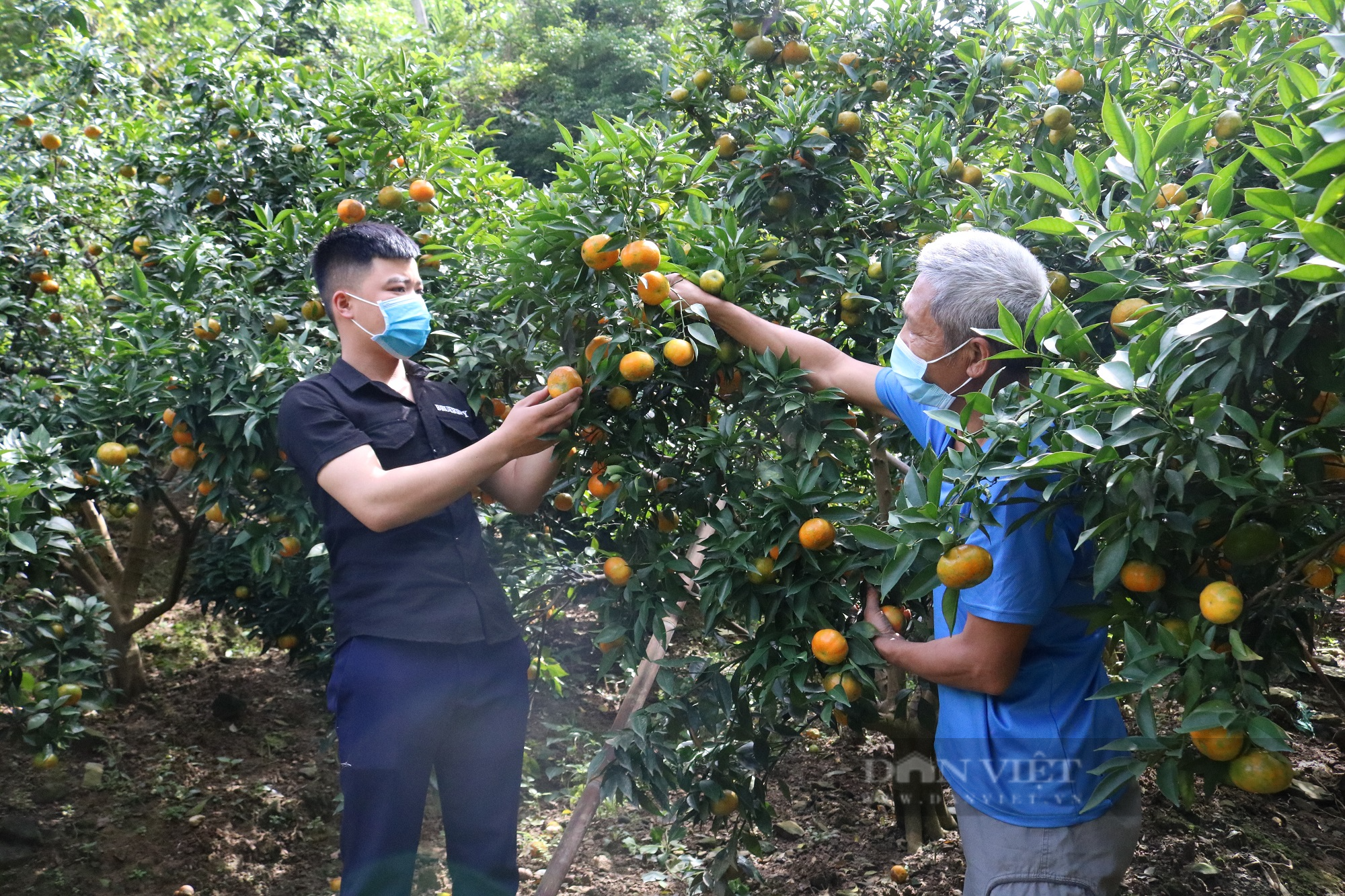 Nông dân Mường Thải kỳ vọng cam quả được mùa, được giá - Ảnh 3.