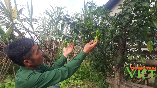 Nông thônTây Bắc: Thu nhập khá từ trồng loại cây cho quả "ăn một lần nhớ mãi" - Ảnh 3.