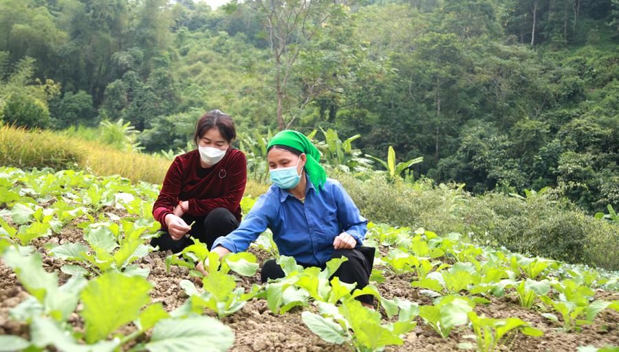 Người dân xã Hữu Vinh chăm sóc các loại rau vụ Đông.