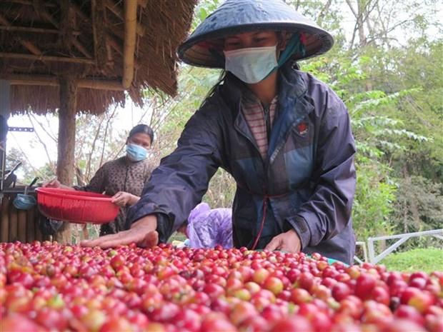 De thuong hieu ca phe xu lanh Kon Tum vuon xa hinh anh 4