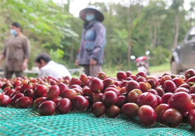 De thuong hieu ca phe xu lanh Kon Tum vuon xa hinh anh 6