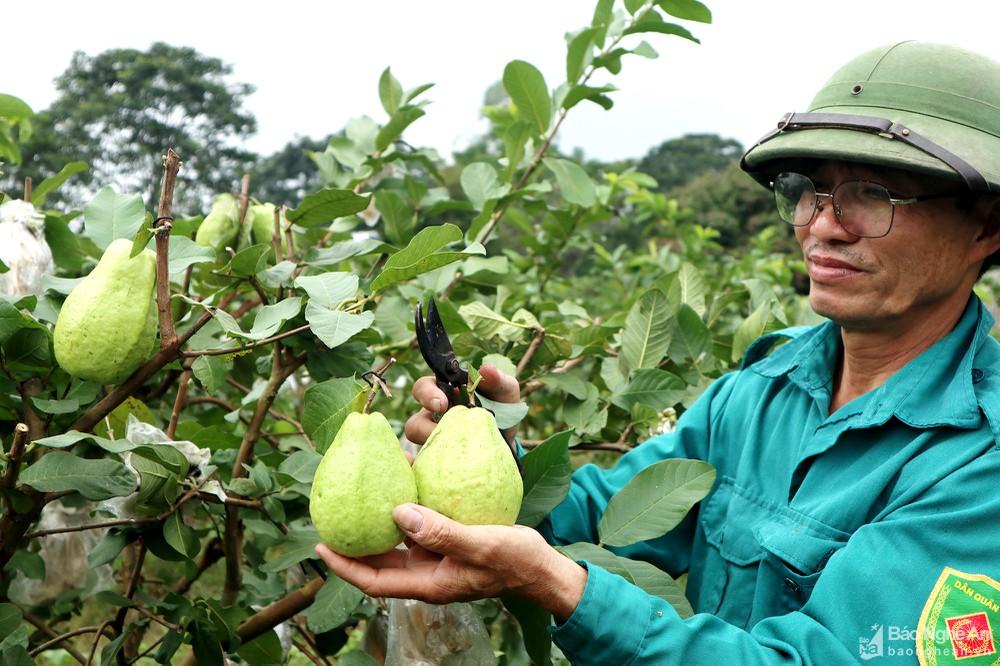 Khám phá trang trại cây ăn quả hữu cơ bậc nhất Nghệ An