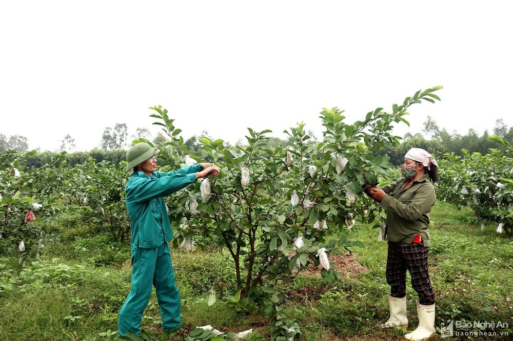 Khám phá trang trại cây ăn quả hữu cơ bậc nhất Nghệ An