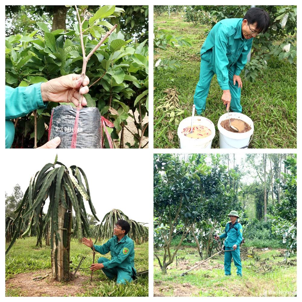 Khám phá trang trại cây ăn quả hữu cơ bậc nhất Nghệ An