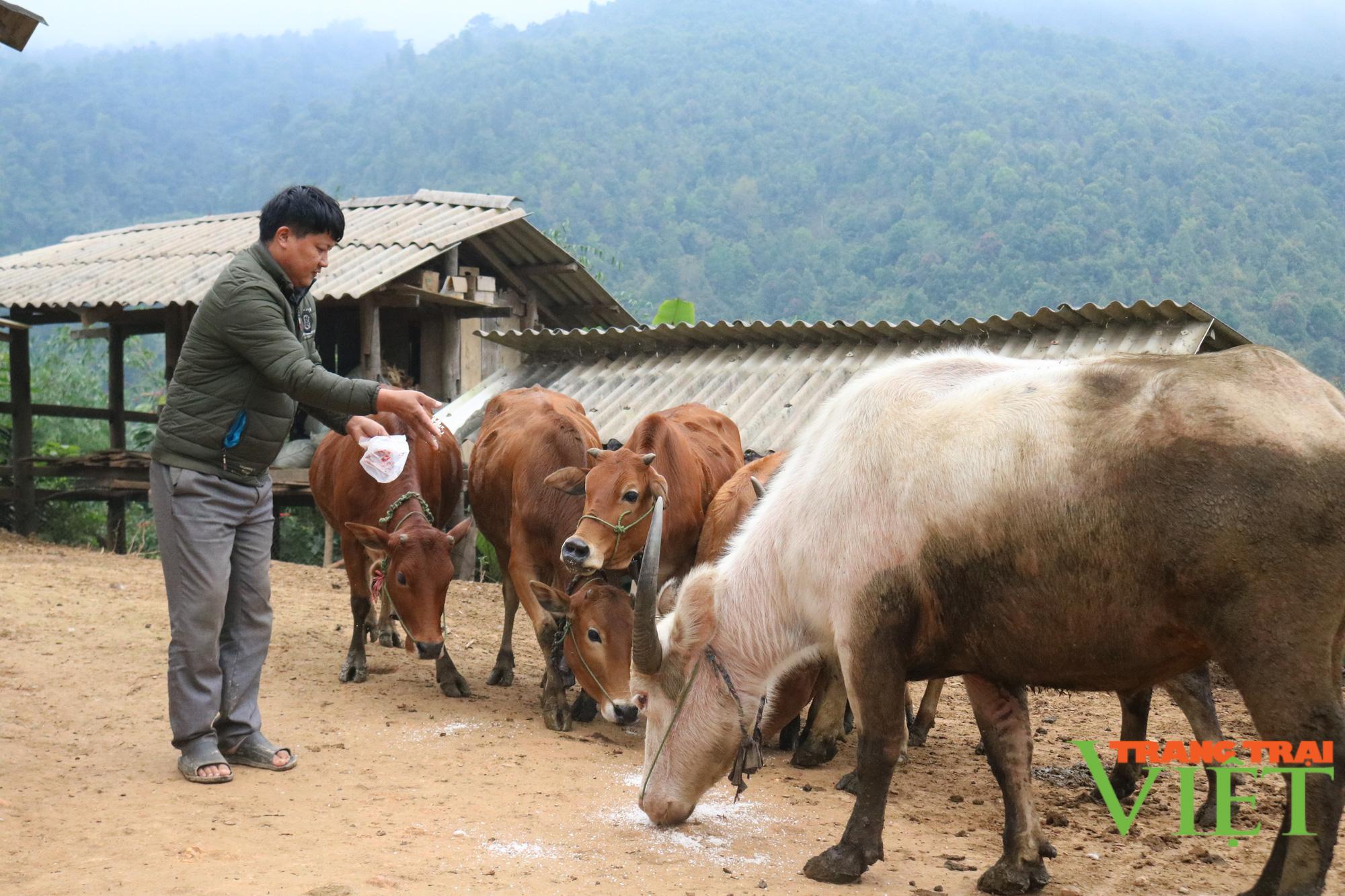 Nông thôn Tây Bắc: Co Mạ chủ động phòng chống rét cho đàn gia súc - Ảnh 3.