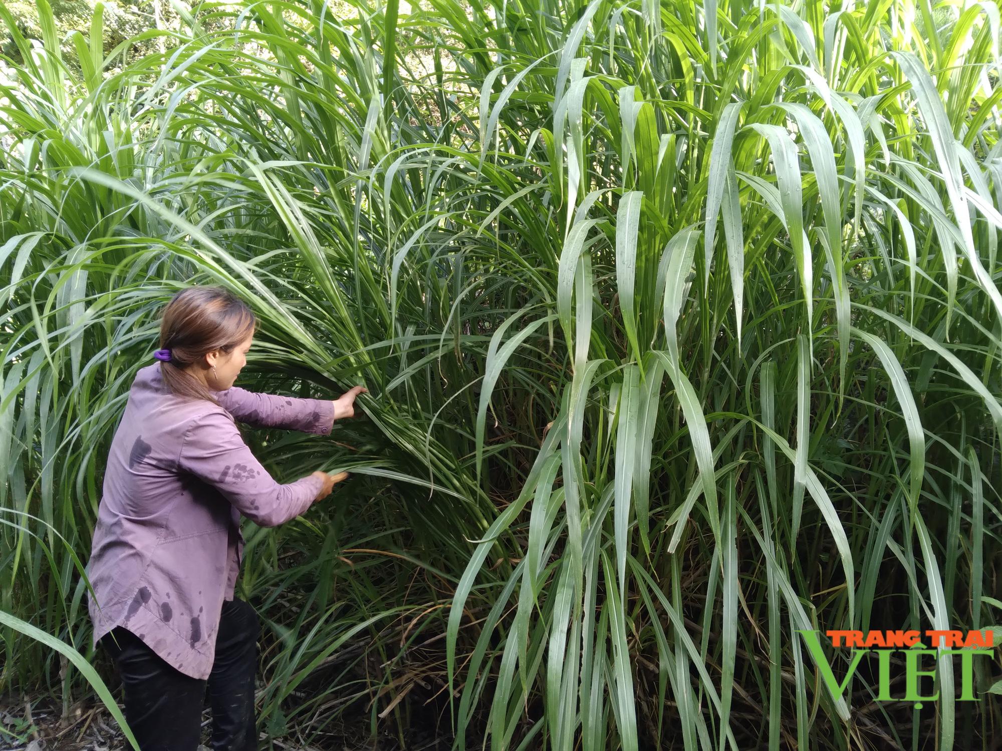 Nông thôn Tây Bắc: Co Mạ chủ động phòng chống rét cho đàn gia súc - Ảnh 4.