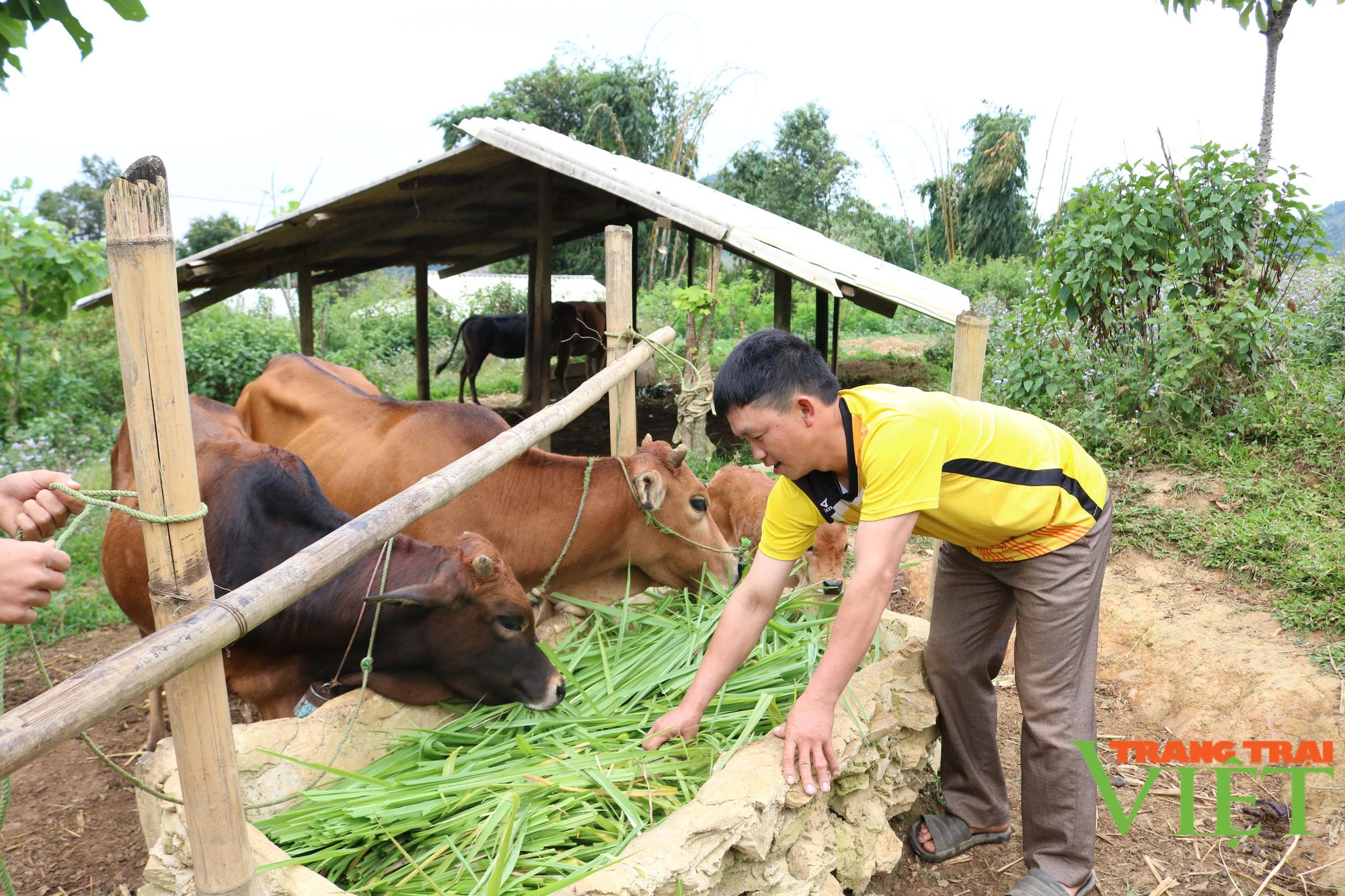 Nông thôn Tây Bắc: Co Mạ chủ động phòng chống rét cho đàn gia súc - Ảnh 2.