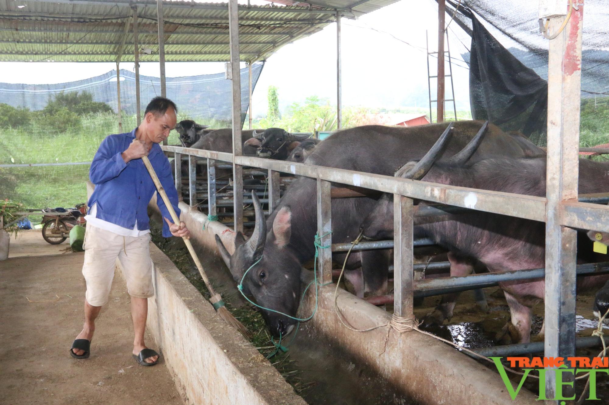 Nuôi trâu vỗ béo, nông dân đút túi hơn 1,2 tỷ dễ ợt - Ảnh 4.