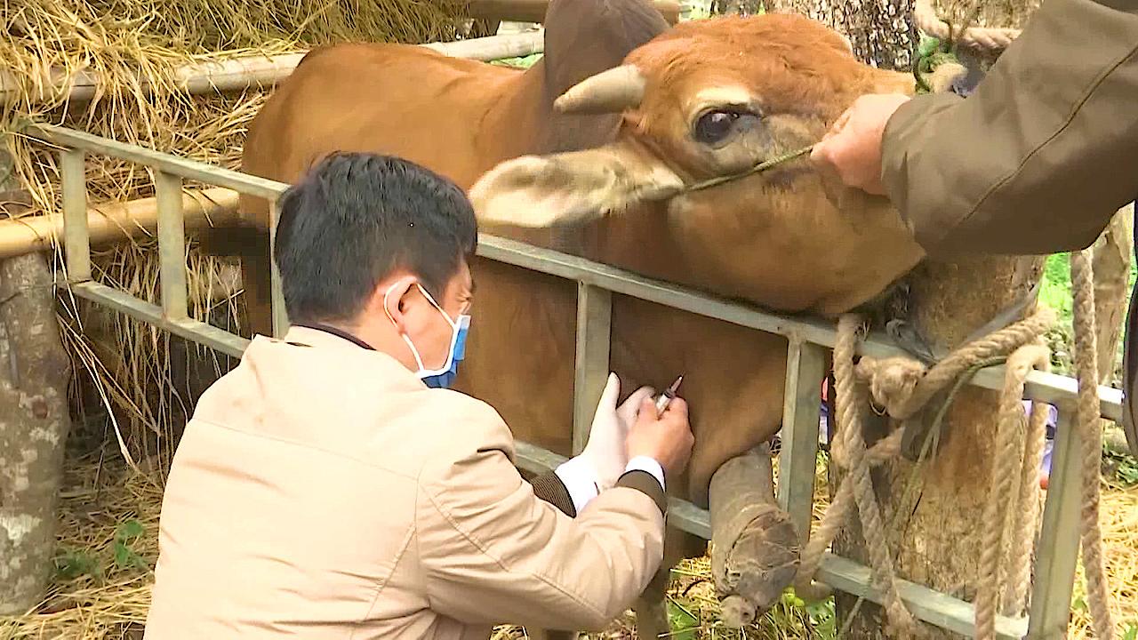 Nông thôn Tây Bắc: Thay đổi tập quán chăn nuôi, phòng chống đói rét cho trâu bò - Ảnh 1.