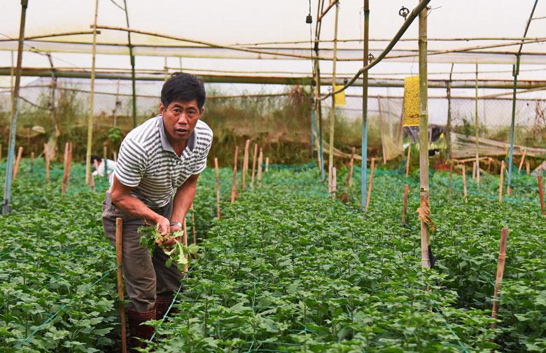 Nông dân Làng hoa Hà Đông đang chăm sóc hoa cho vụ Tết Nguyên đán 2022