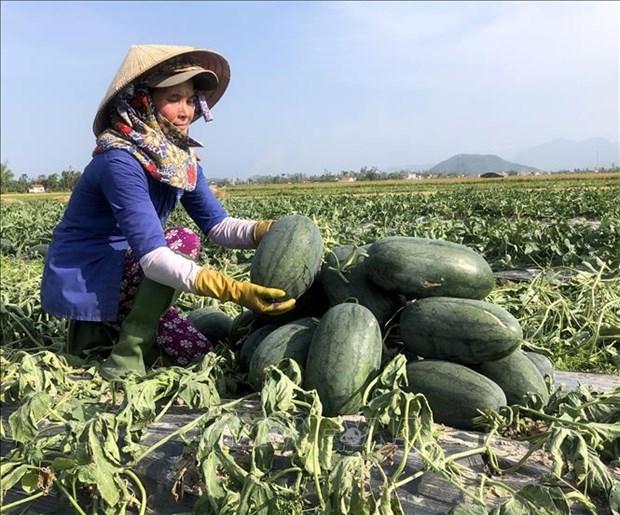 Hieu qua mo hinh to hoi nghe nghiep tai Quang Ngai hinh anh 1