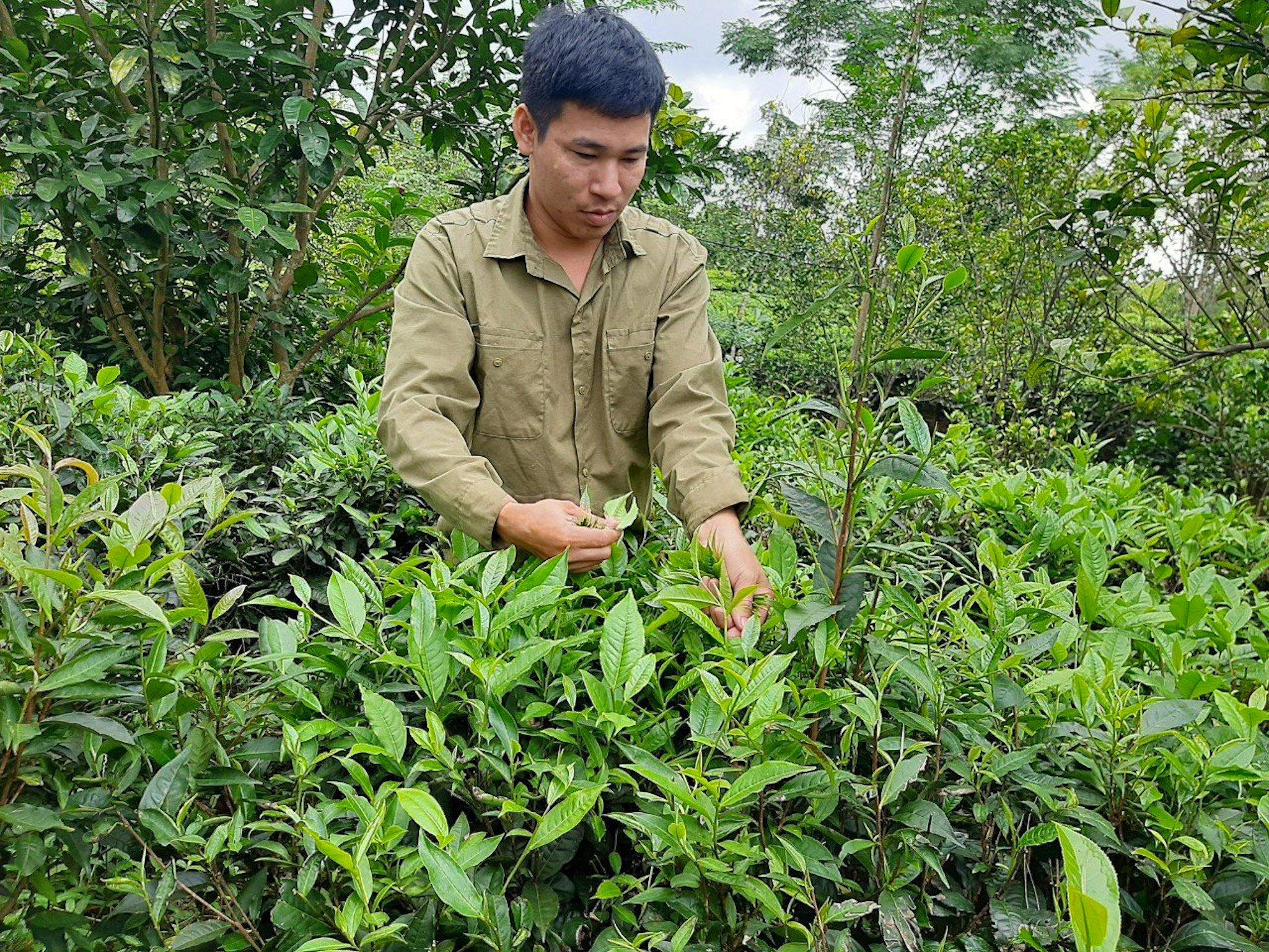 Nguyễn Bình Nguyên thu hái chè.