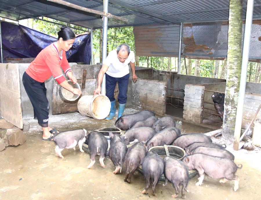 Nuôi lợn đen giúp hộ bà Lê Thị Thắm, xã Liên Hiệp (Bắc Quang) có nguồn thu ổn định.      Ảnh: THU PHƯƠNG