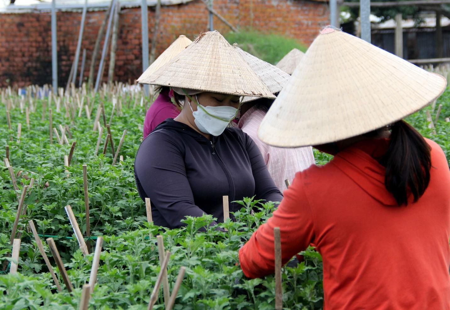 Dịch bệnh và giá phân bón tăng nhanh, người trồng hoa Tết "nơm nớp" - Ảnh 8.