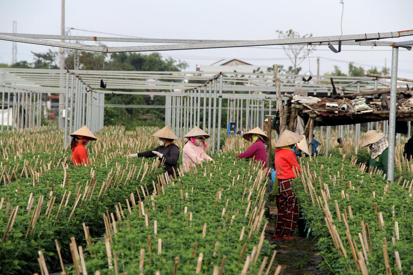 Dịch bệnh và giá phân bón tăng nhanh, người trồng hoa Tết "nơm nớp" - Ảnh 2.