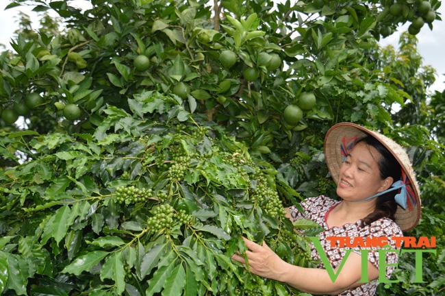 Nông thôn Tây Bắc: Làm giàu từ mô hình kinh tế tổng hợp ở Mường Ảng - Ảnh 1.