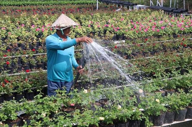 Lang hoa Sa Dec chuan bi hon 100.000 gio hoa cho Tet hinh anh 5