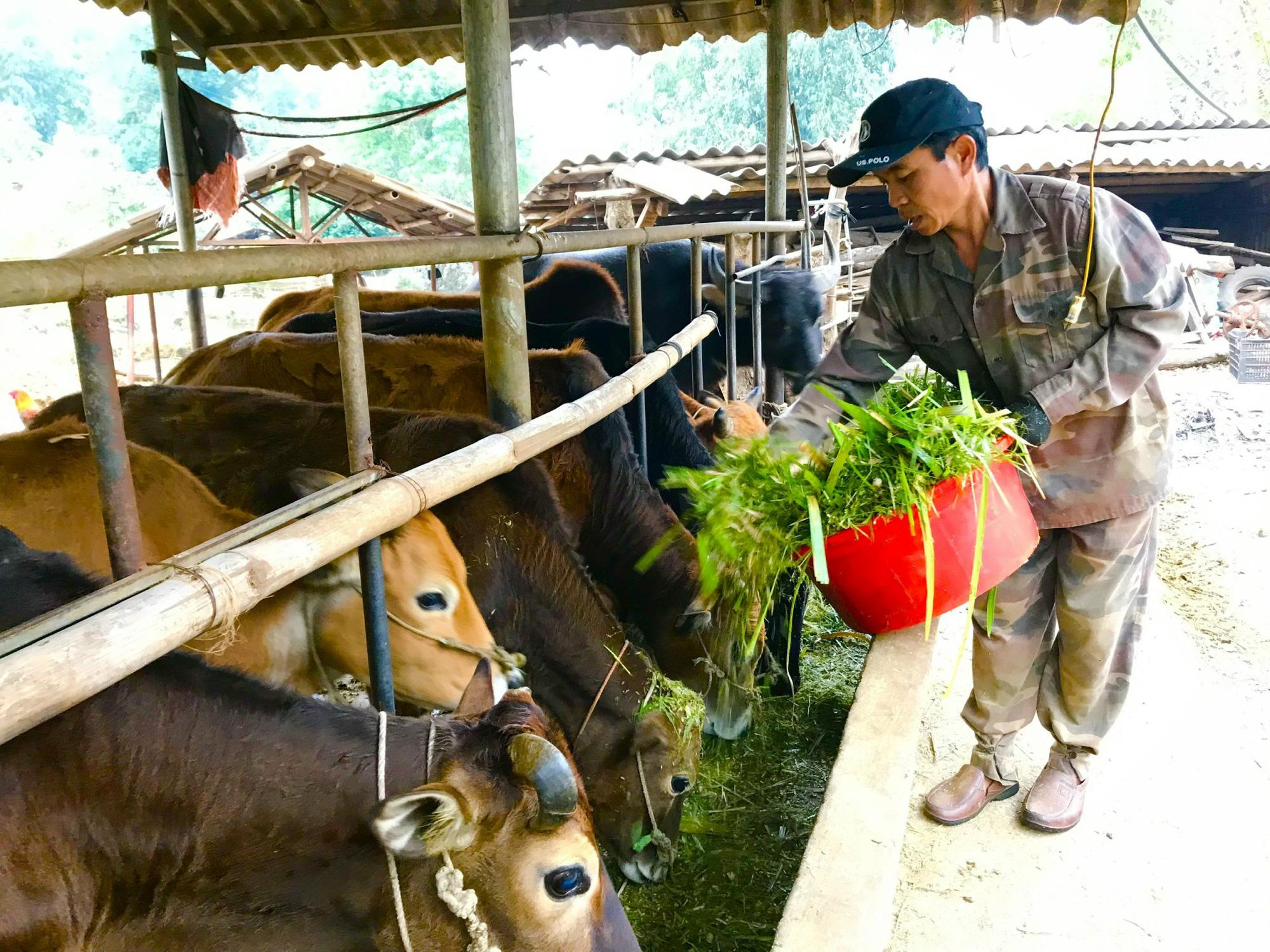 Trồng cỏ, nuôi trâu, bò nhốt chuồng: Hướng làm giàu của đồng bào dân tộc vùng cao Tây Bắc - Ảnh 6.