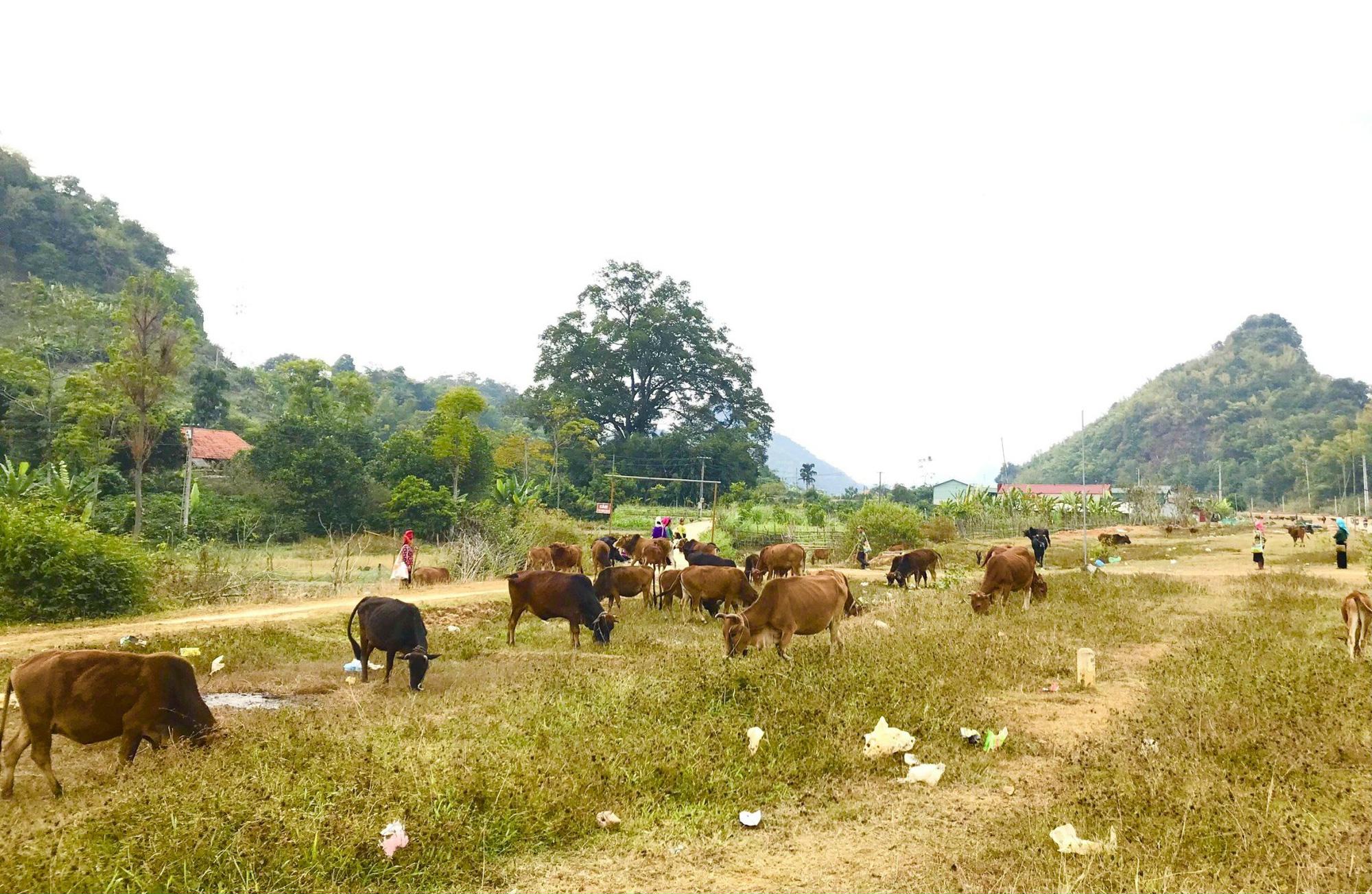 Trồng cỏ, nuôi trâu, bò nhốt chuồng: Hướng làm giàu của đồng bào dân tộc vùng cao Tây Bắc - Ảnh 1.