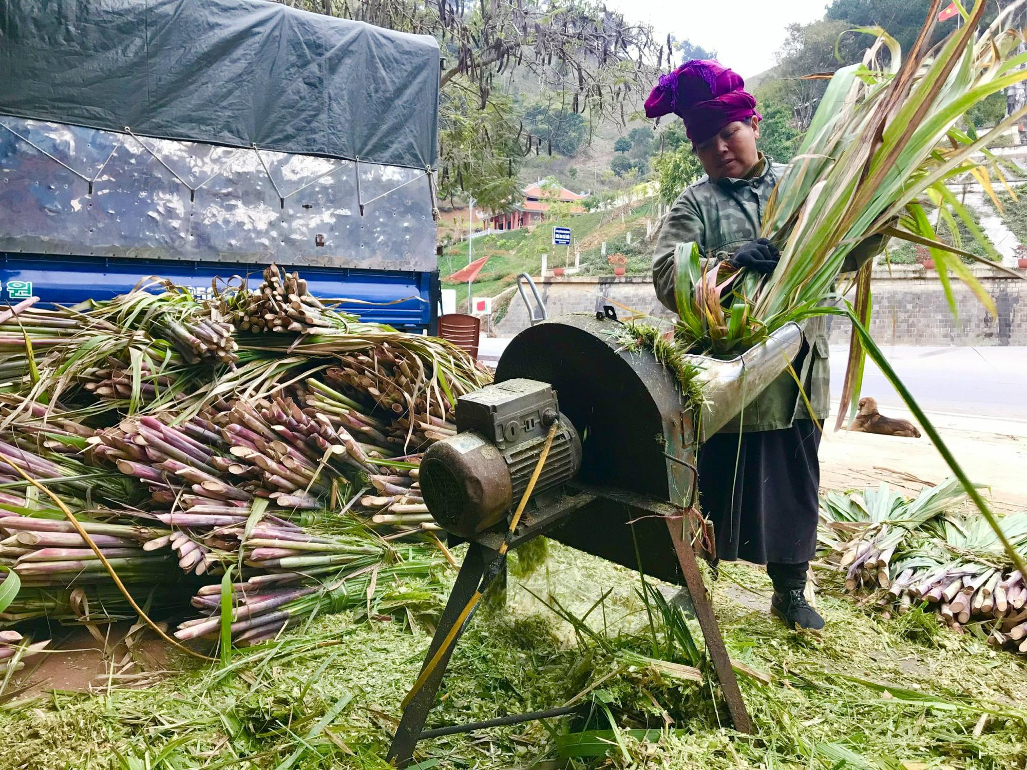 Trồng cỏ, nuôi trâu, bò nhốt chuồng: Hướng làm giàu của đồng bào dân tộc vùng cao Tây Bắc - Ảnh 5.