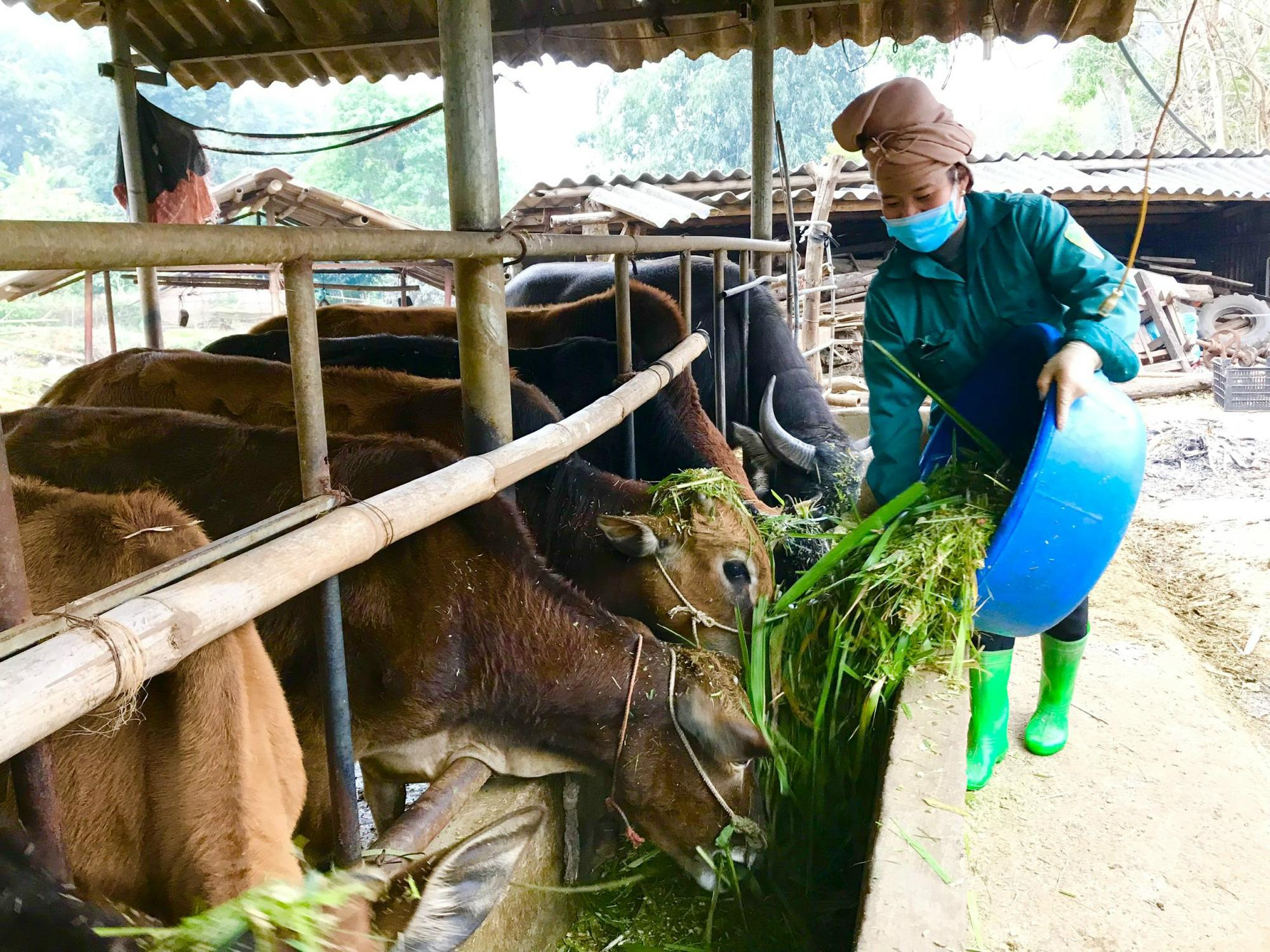 Trồng cỏ, nuôi trâu, bò nhốt chuồng: Hướng làm giàu của đồng bào dân tộc vùng cao Tây Bắc - Ảnh 2.