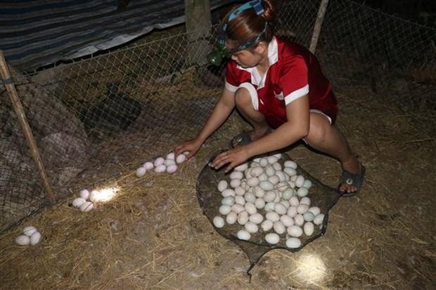 Thu lai cao tu nuoi vit lay trung hinh anh 2